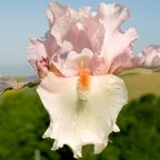 Lovely Kay - tall bearded Iris