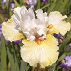 Lover's Lane - tall bearded Iris