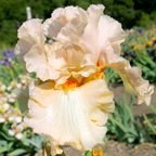 Loving - tall bearded Iris