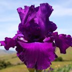 Loyalist - reblooming tall bearded Iris