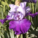 Lucille Richardson - fragrant tall bearded Iris
