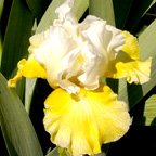 Lucky Lemon - tall bearded Iris