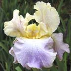 Lullaby of Spring - reblooming tall bearded Iris