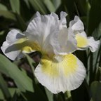 Lunar Frost - fragrant Intermediate bearded Iris