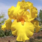 Luxor Gold - reblooming tall bearded Iris