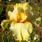 Lyme Tyme - tall bearded Iris