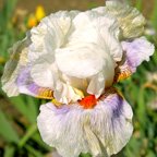 Lysandra - tall bearded Iris