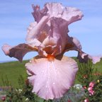 Mabel Andrews - fragrant reblooming tall bearded Iris