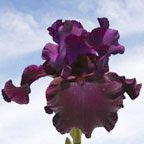 Madeira - tall bearded Iris