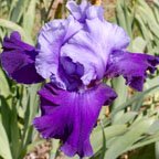 Madison County - fragrant tall bearded Iris