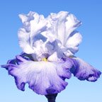 Magellan - fragrant tall bearded Iris