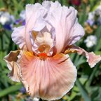 Magharee - tall bearded Iris