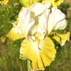 Magic Moonbeams - tall bearded Iris