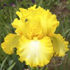 Magic Raiment - reblooming tall bearded Iris