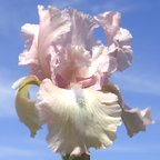 Magic Wish - tall bearded Iris