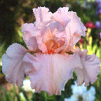 Magical Encounter - reblooming tall bearded Iris