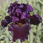 Magician's Apprentice - tall bearded Iris