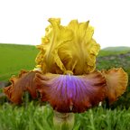 Magician's Masterpiece - fragrant tall bearded Iris