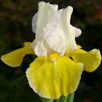 Magma - Intermediate bearded Iris