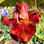 Mahogany Muse - tall bearded Iris