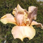 Maiden - reblooming tall bearded Iris