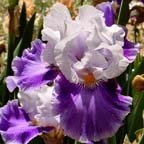 Making a Splash - tall bearded Iris