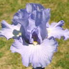 Making Waves - tall bearded Iris