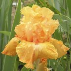 Malaguena - reblooming tall bearded Iris