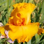 Managua - tall bearded Iris