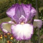 Manistee Lady - tall bearded Iris