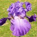 Manor Born - fragrant tall bearded Iris