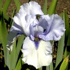 Margaret Viola White - tall bearded Iris