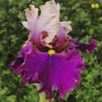 Mariachi Music - tall bearded Iris