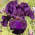 Marilyn Merlot - tall bearded Iris
