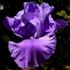 Marine Luster - fragrant tall bearded Iris