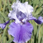 Mariposa Skies - reblooming tall bearded Iris