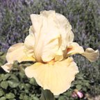 Marmalade Skies - fragrant reblooming Border bearded Iris