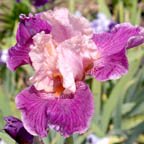 Marthella - tall bearded Iris