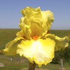 Martile Rowland - fragrant tall bearded Iris