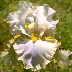 Martini Mist - tall bearded Iris