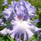 Mary Frances - fragrant tall bearded Iris