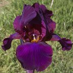 Masada - tall bearded Iris
