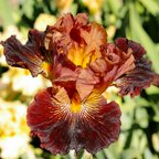 Masai Warrior - fragrant tall bearded Iris