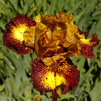 Masked Bandit - fragrant Intermediate bearded Iris
