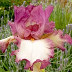 Master Plan - fragrant tall bearded Iris