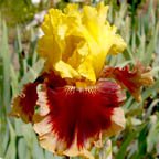 Mastery - fragrant tall bearded Iris