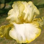 Matrix - reblooming tall bearded Iris