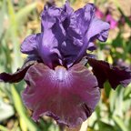 Matt McNames - tall bearded Iris