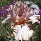 Mauvelous - fragrant tall bearded Iris