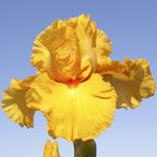 McKellar's Grove - tall bearded Iris